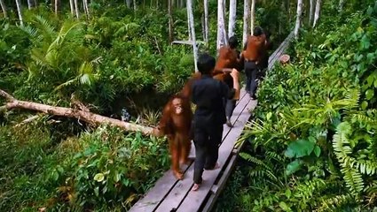 Born To Be Wild Film Trailer - 3D Dokumentation (2011)