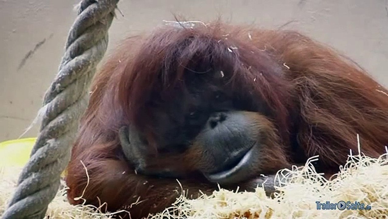 Nenette Film Kino Trailer (2010)