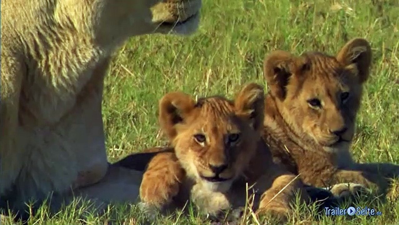 The Last Lions Film Kino Trailer (2011)