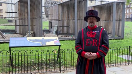 غربان برج لندن تتأقلم مجددا مع الحياة الطبيعة بعد تأثير جائحة كوفيد-19