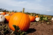 31 Pumpkin Patch Captions, Because Life's About to Get Gourd