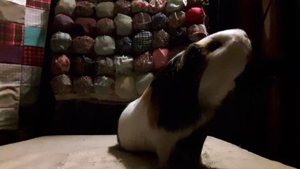 CAVIA PORCELLUS TURMERIC 20191108_181006