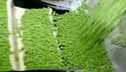 Frozen food wasn't always popular, but it has become an almost $300 billion industry