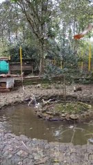 video patos
