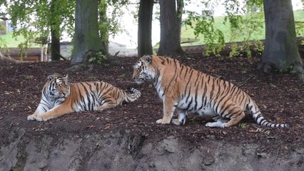 Rencontre avec le soigneur des fauves de Pairi daiza