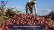 Onion Export Ban: After Sharad Pawar, BJP's Own Devendra Fadnavis & Tejasvi Surya Seek Lifting Of Recent Restrictions