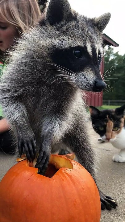 Raccoon Wants to Help Carve Pumpkins