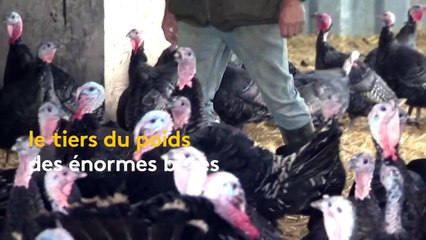 Angleterre : des dindes plus petites pour Noël