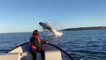 Belle surprise pour ces touristes : des baleines viennent sauter à quelques mètres du bateau