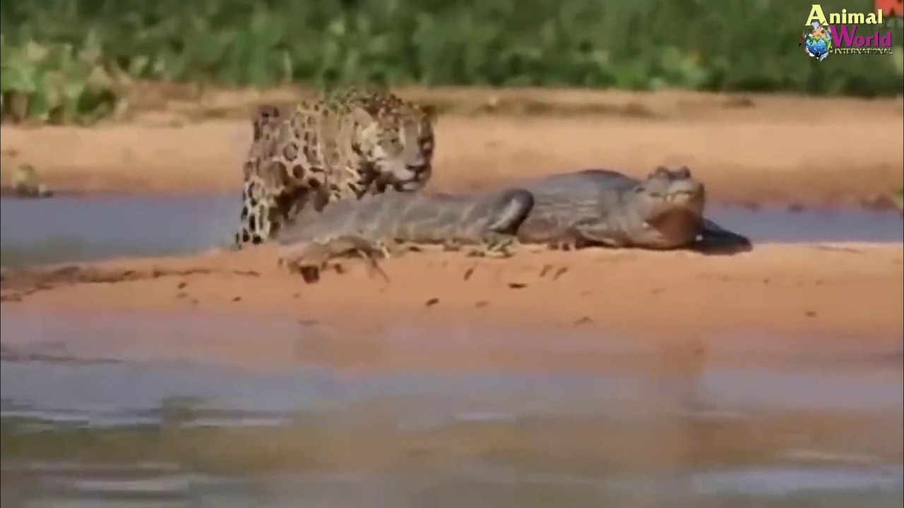 Hyena For First jaguar, Leo Who was the king Hung Shen When animals Compared Resources