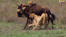 Survival of animals is so different 4 leopard and antelope - horns want to take off their pants