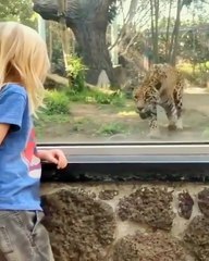 Child mistaken tiger for cat and almost died
