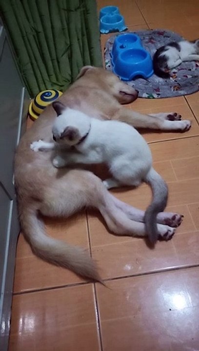 Caring Kitty Massages Sleeping Pal