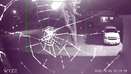 Time-Lapse of Spider Building a Web