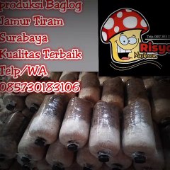 Jual Bibit Jamur Tiram Candi, telp. 0857 3018 3106, UNGGUL..!!!