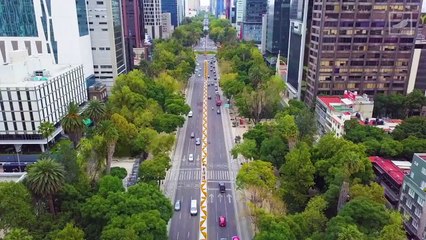 El cempasúchil llega a Paseo de la Reforma  | CHILANGO