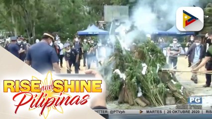 Milyon-milyong pisong halaga ng marijuana, sinunog ng PDEA-Cordillera