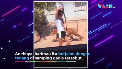 Gadis Ini Santai Banget! Jalan Sore Di temenin Macan