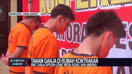 Tanam Ganja di Rumah Kontrakan,Terciduk Polisi