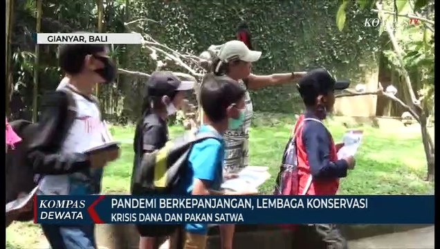 Pandemi Berkepanjangan,Lembaga Konservasi Krisis Dana Dan Pakan Satwa