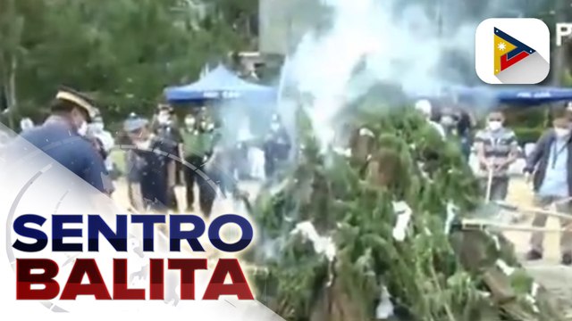 #SentroBalita | Nasa P20-M halaga ng marijuana sa Cordillera, sinunog ng PDEA