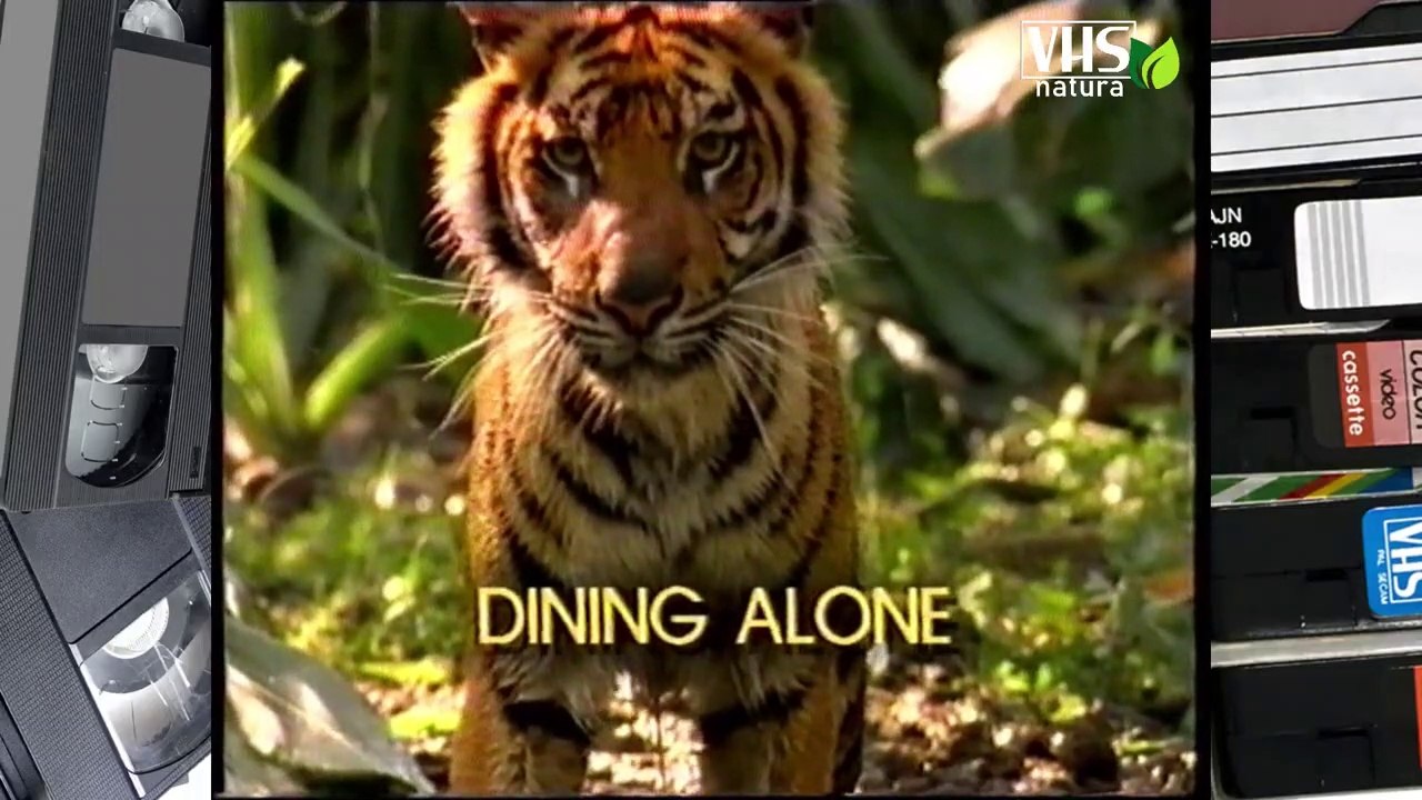 CENANDO DA SOLO