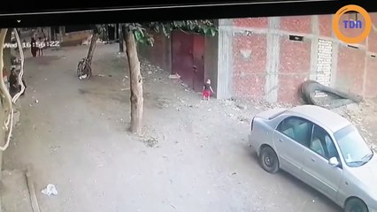 Tel un héros, ce chat vole au secours d'un enfant attaqué par un chien