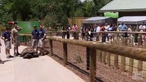 Al the Aldabra Giant Tortoise Walks to His New Home