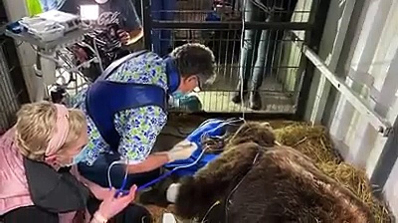 Wild Ireland