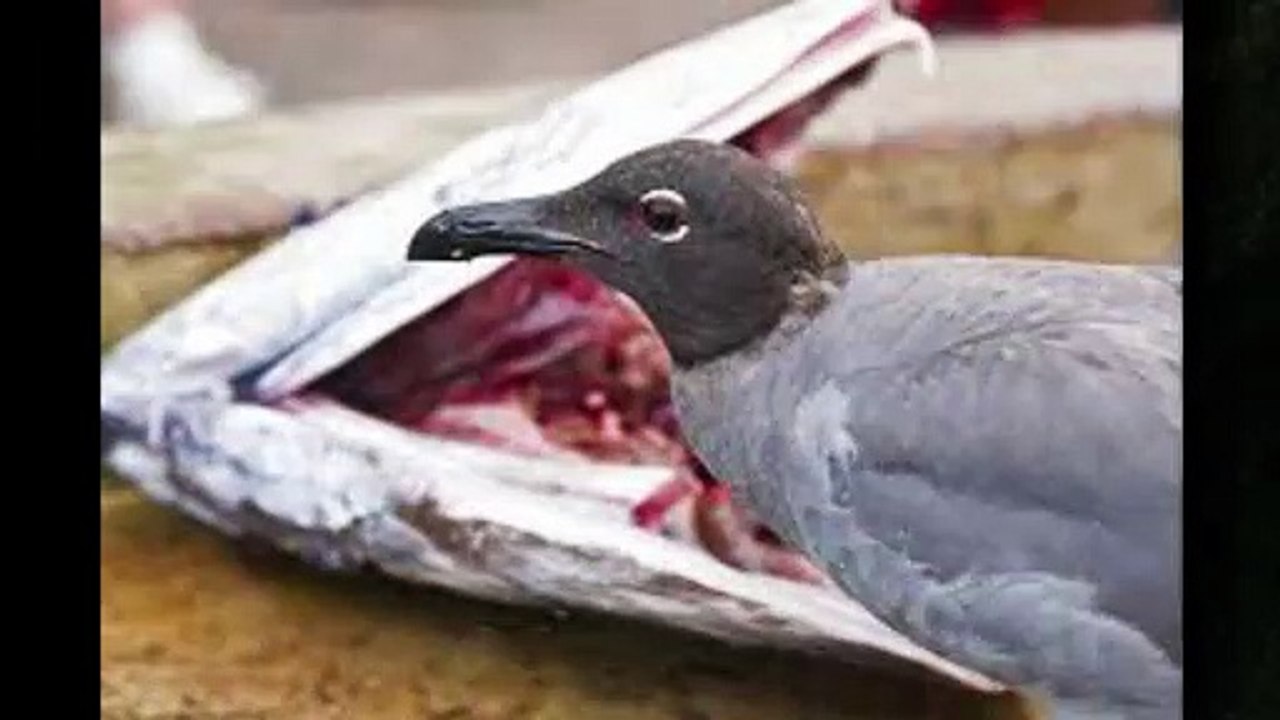 Canto da Gaivota da Lava, ave ameaçada de extinção