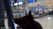 Les retrouvailles avec son chien dans un aéroport sont hyper émouvantes