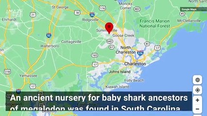 Scientists Discover Ancient Baby Megashark Nursery in South Carolina