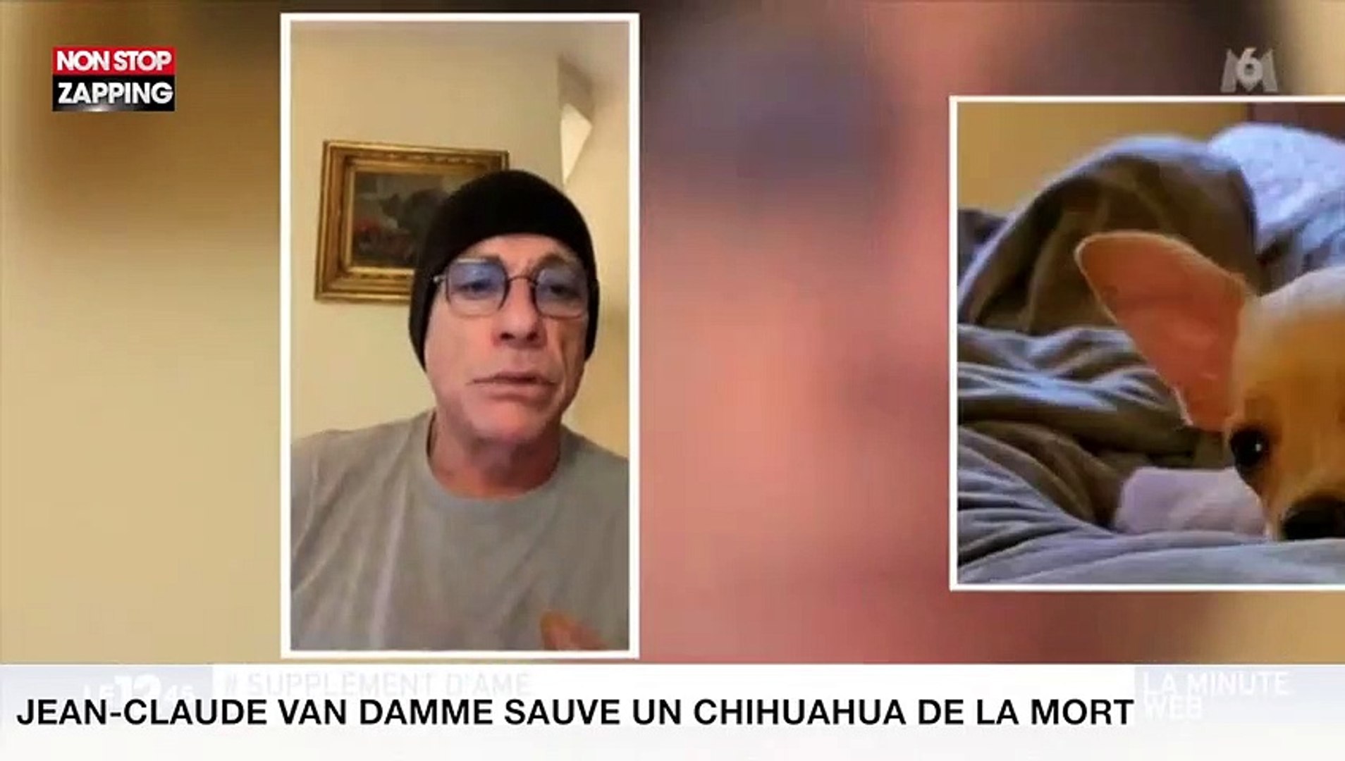 Jean-Claude Van Damme sauve un chihuahua de la mort (vidéo) - Vidéo  Dailymotion
