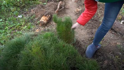 10 yılda 1 milyon ağaç dikti