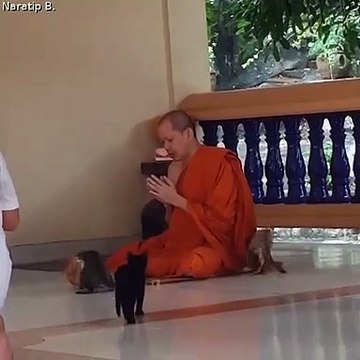 Monk Maintains Purrfect Concentration