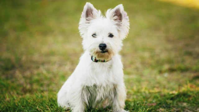 10 razas de perros terrier