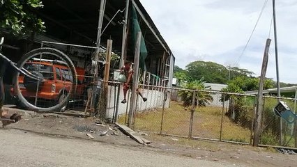 Voleur de citrons vs Clôture électrique