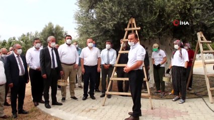 Anıt ağacın zeytini Cumhurbaşkanı Erdoğan'a gönderilecek