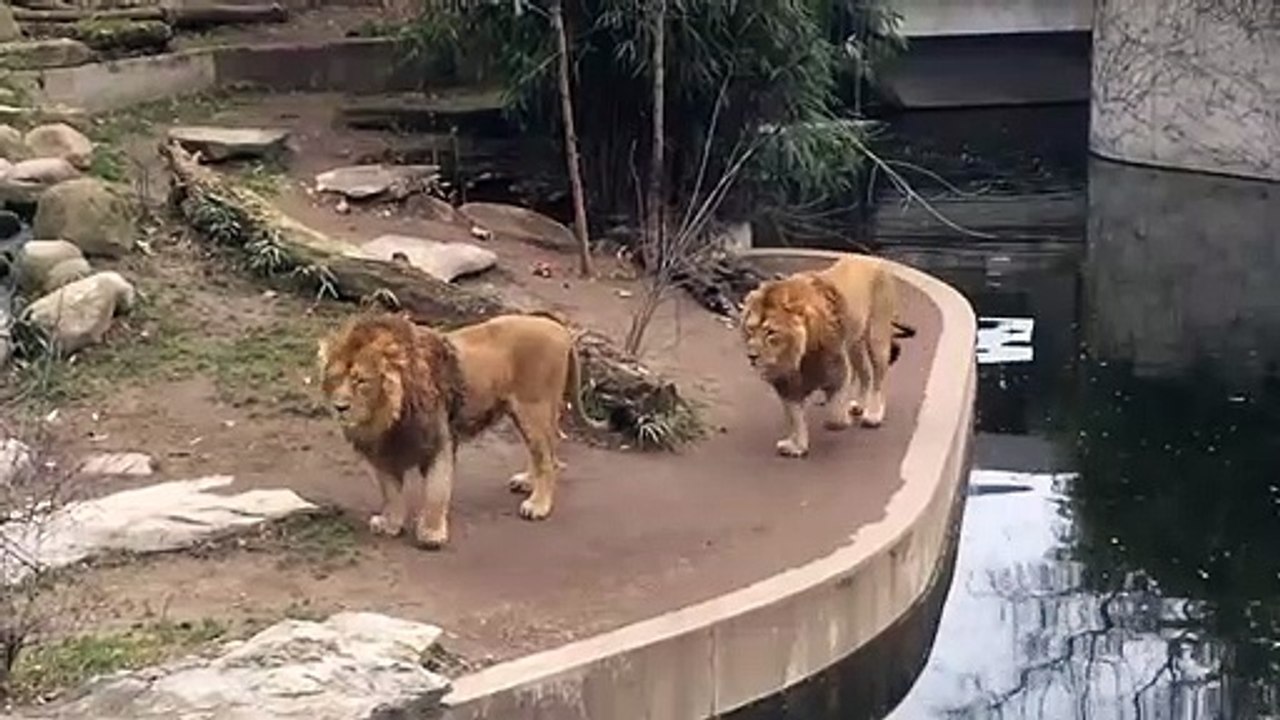 Lion Falls into the Water in German Zoo - Hilarious Animal Fail