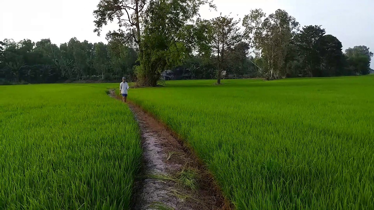Đồng lúa xanh quê tôi-My hometown green rice field