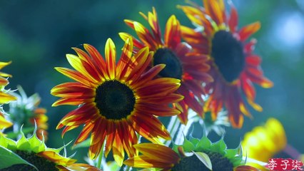 为生活添一抹淡雅绿意，用砍下的竹子制些物件儿——竹沙发 Bamboo Sofa Liziqi channel