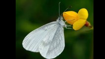 Las mariposas mas extrañas del mundo|Jose tops