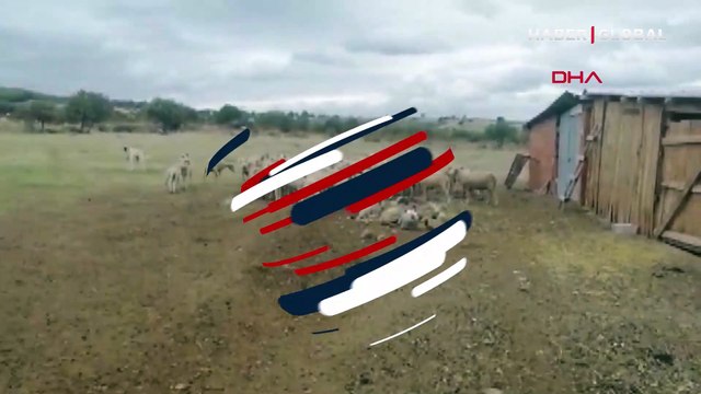 Çanakkale'de hayvanlarda çiçek hastalığı çıktı; 15 köy karantinaya alındı