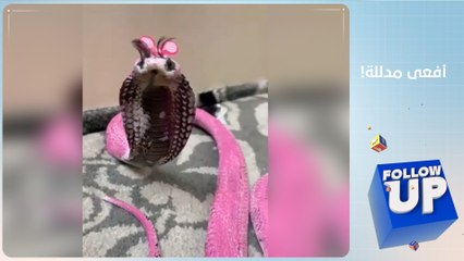 أفعى "كوبرا" تعيش الرفاهية.. ولقاء مؤثر لعجوزين بعد فراق 200 يوم