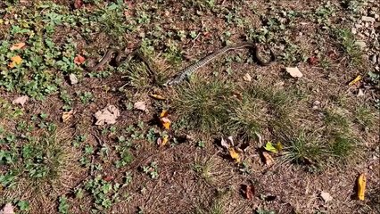 2 serpents sur le même repas... pauvre grenouille