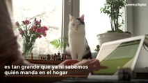 Señales para reconocer que tu gato es el 'rey de la casa'