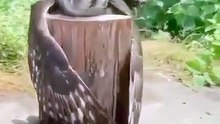 Owl bird  is chilling better then a human being