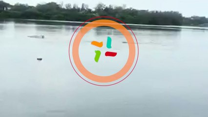 ext-cocodrilo-ataca-hombre-201020