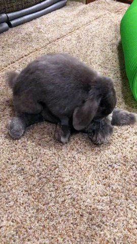 Rabbit Funny Playing