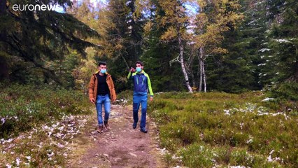 Árboles que sufren, vacas que producen menos: el cambio climático en Los Alpes